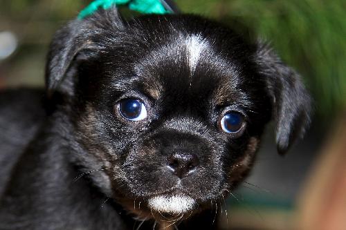 Runt