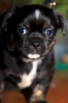Runt