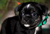 Runt
