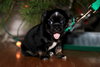 Runt