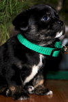 Runt