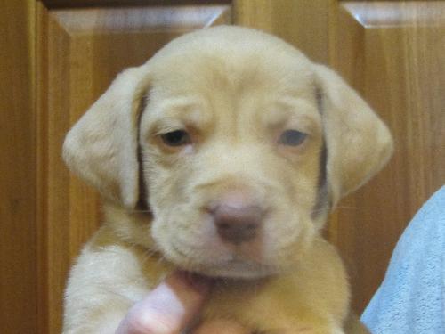 Brody