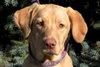 Annebelle