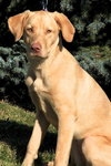 Annebelle