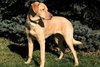 Annebelle