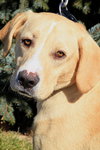 Tucker