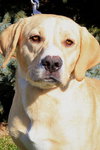 Tucker