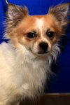 Gizmo