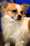Gizmo