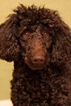 Phoebe