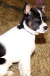 Rosie