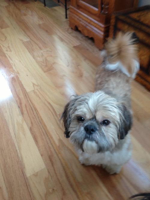 Gizmo