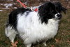 Tillie