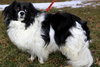 Tillie