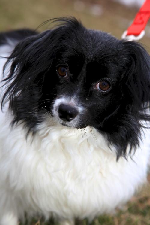 Tillie