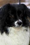 Tillie
