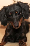 Rosie