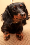 Rosie