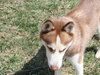 Buddy