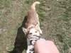 Buddy