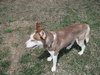 Buddy