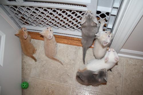 KITTENS - Reserve yours now!