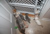 KITTENS - Reserve yours now!