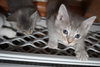 KITTENS - Reserve yours now!