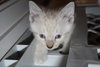 KITTENS - Reserve yours now!