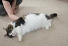 Bugsy