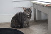 Missy