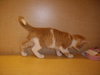 Rusty