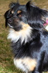 Rosie Roo