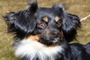 Rosie Roo