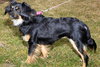 Rosie Roo