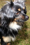 Rosie Roo