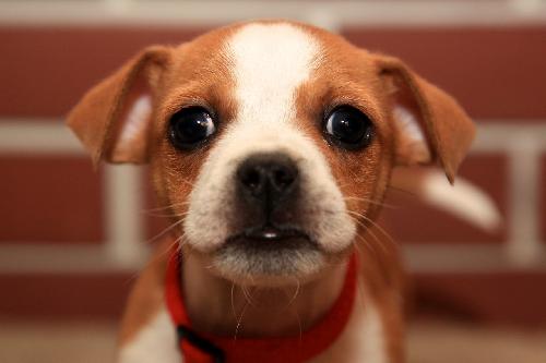 Cody