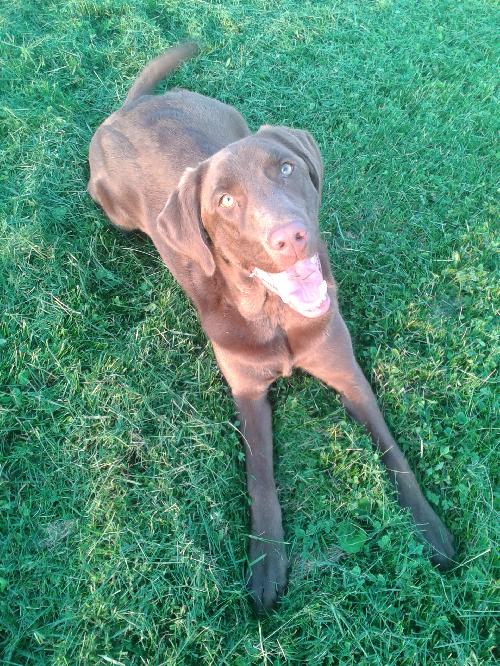 Mocha