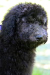 Stella