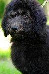 Stella