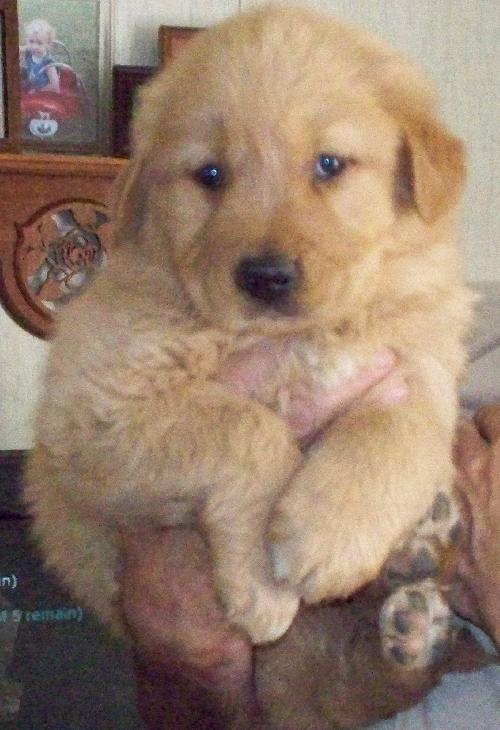 Teddy