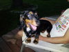 Sheba