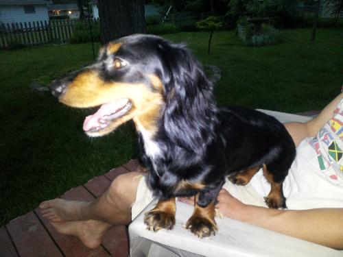 Sheba