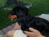 Sheba