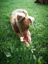 Annie