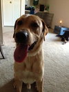 Murphy