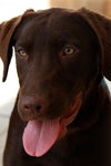 Mollie