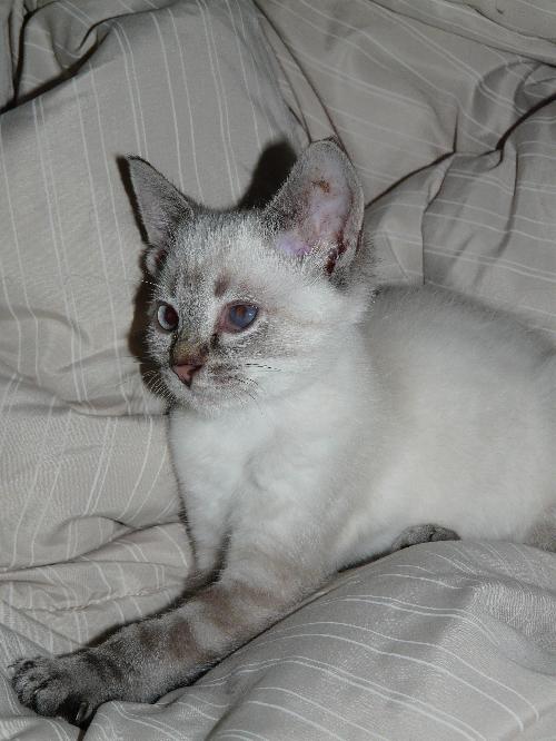 Shuriken - Siamese mix