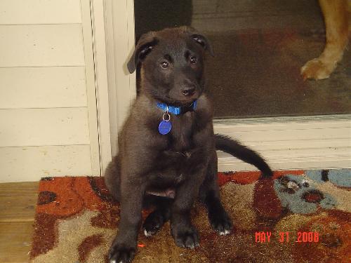 Winston