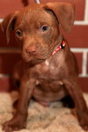 Copper Bean
